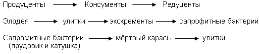 Составьте схемы всех возможных пищевых цепей в аквариумной экосистеме